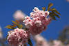 Kirschblüte-Florafoto Blütenzweig Frühlingsbild rosa Blumen-Design am Blauhimmel