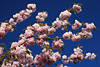 Kirschenblüten-Foto Japanische Zierkirsche Prunus japonica rosarot Blütenzweige am Baum