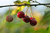 46470_süsse Frucht am Zweig, rote Kirschen