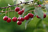 46531_Rote Kirschen Reihe im Grün, ripe red cherry on tree, kirsche hängend am Baum in Blätter glänzend