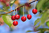 Kirschenfrüchte nass rot am Zweig Fotos vor blauem Himmel hängen in Grünblättern