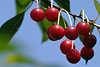Rotkirschen Foto, Fruchtzweig am Blauhimmel, sauersüsse Kirschenfrüchte