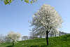 Schneeweiss blühende Kirschbäume Foto Frühlingsblüte Bild Obstbaum am Gründeich