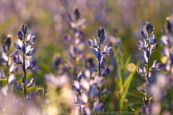 Blumenfeld Blaue Lupine im Sonnenschein Lupinus angustifolius Feld in Sonne