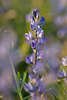 43699_Blaulupine zarte Llilablten am Lupinenstengel Lupinus angustifolius Futterpflanze Florafoto Bltenstand in Sonne