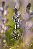 43695_ Blaue Lupine - Lupinus angustifolius im Sonnenschein in Feld, Blumenfeld, Nutzpflanze
