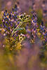 43711_ Dnnkpfige Distel Naturbild Carduus tenuiflorus Naturfoto im Gegenlicht, Unkraut im Lupinenfeld