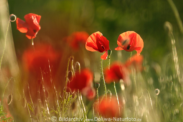 Mohnblten in Wind Seitenlicht verwischt abstrakt Naturfoto Rotblumen romantische Stimmung