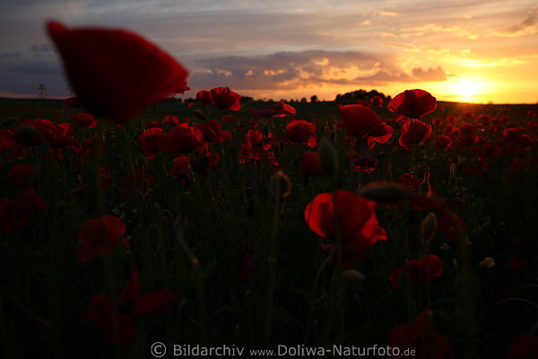 Rote Mohnblten Foto Sonnenuntergang Romantik Gegenlicht Blumenfeld Naturbild