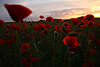 910027_ Mohnbltenfeld Naturwiese Foto Sonnenuntergang Romantik rote Wildblumen