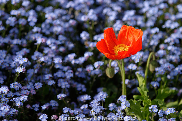 Mohnblte in Ehrenpreis Blumenteppich Bild rot in blau Flora Fotodesign