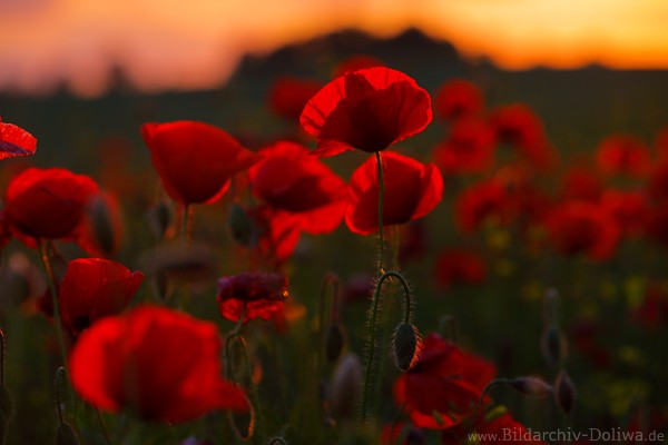 Wildmohn Rotblten Sonnenuntergang Gegenlicht Romantik Naturbild Klatschmohnwiese