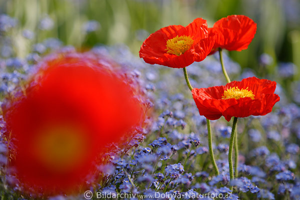 Rote Mohnblten mit gelber Mitte ber blau Vergimeinnicht-Blumenfeld
