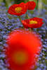 601333_ Mohn Rotblten Bild ber Blaubeete Vergimeinnicht Blumenfeld rot-blau Farbdesign