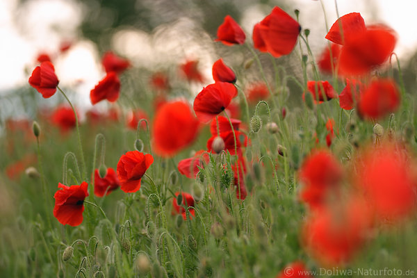 Mohnwiese Blumenbild rot-grn FarbenLandschaft Wildblten Naturfoto