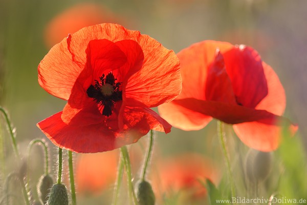 Wildmohn-Rotblüte Gegenlicht-Foto Blumen-Großbild romantische Naturstimmung
