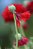 1204571_Ziermohn Bilder Florafotografie rote Mohnblüten Knospen Grünstengel blühende Zierblumen