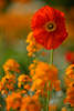 601309_ Mohnblüte rotblühen hochstehend in orange-gelb Blumen Gartenflora Hochformat Foto