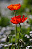 601311_ Mohnblümchen hohes Blütenpaar Foto rotblühen vor weiss-grün weichem Hintergrund