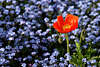601317_ Mohnblüte in Ehrenpreis Blumenteppich Bild rot in blau Flora Fotodesign
