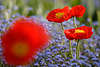 601332_ Rote Mohnblüten mit gelber Mitte Bild über Blumenfeld blauer Vergißmeinnicht Beete