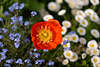 601337_ Rotgelbe Mohnblüte Makrobild über weiß-blau Blumenteppich Rabatte