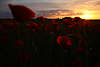 910026_ Rote Mohnblüten Foto Sonnenuntergang Romantik Gegenlicht Blumenfeld Naturbild
