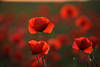 Mohnblüten Rotwiese Gegenlicht Naturfoto 910042 Wildblumenbild Klatschmohn-Romantik