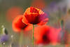 42944_ Rote Mohnblüte Naturfoto von Klatschmohn Wildblumenwiese romantisches Bild