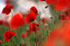 43145_ Klatschmohnblüten Blumenwiese Winddesign rot-grün Farben Komposition NaturFoto