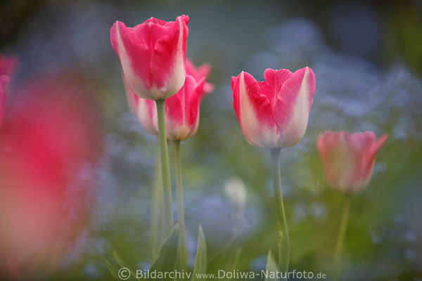Pastelltulpen 4 Blumenblten Pastellfarbe weiss-rosa hell in Unschrfe