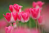 103533_Pastelltulpen sechs Blumenblten Florafoto zarten zweifarbigen Tulpenblten in Pastellfarben
