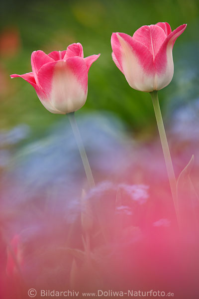Pastelltulpen Paar zarte Pastellblumen zweifarbige Tulpenblte hell Frhlingsblumen