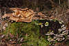 40086_ Pilze Holzbewohner Foto: Austernpilze & Porlinge am Baum