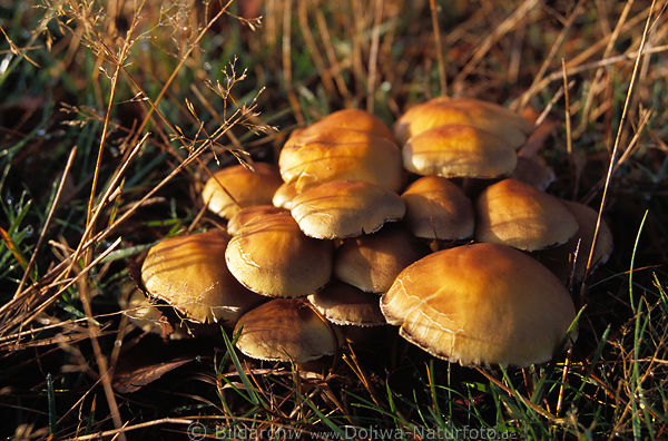 Pilze in Abendsonne Rauchblttriger Schwefelkopf Glanzhtte Hypholoma capnoides