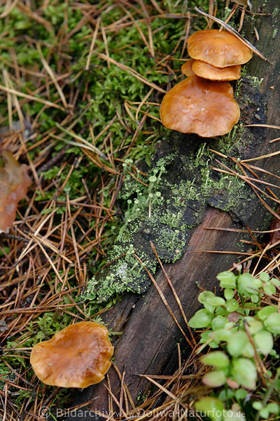 Pilze auf totem Holz besiedeln Baumreste im Nadelwald
