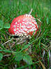 hh-7136_ Roter Fliegenpilz Foto, Giftpilz roter Hut im Gras