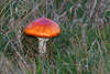 0384_glatter Roter Fliegenpilz Form aureola Glanz im Gras