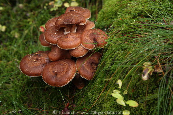 Nrdlicher Hallimasch Pilze Armillaria borealis Hut mit Weirand Buckel mit Schuppen