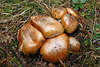 005708_ Pilzgruppe der Ledertublinge: braune Pilzhte dicht beieinander gequetscht Naturbild im Gras