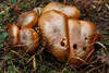 005711_Dichte Pilzgruppe des Braunen Ledertubling mit Lcher im Fruchtkrper Foto im Nadelwaldboden