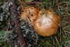 005716_ Ledertubling Paar versteckt im Waldgras am Holzstck, Braune Russula Pilze Fotografie
