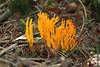 Ziegenbart Pilz gelb-orange Wildpilz Fruchtkrper wie Hrner