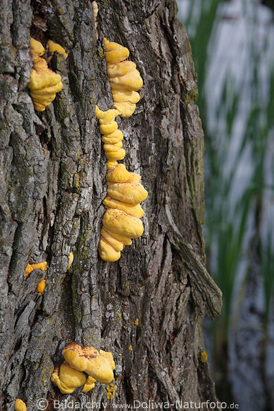Gelbe Porlinge Baumstamm Pilzbefall wildwachsen in Rinde