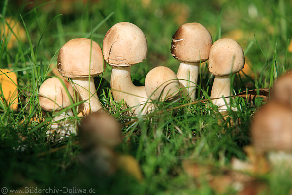 Pilzfamilie Rundhte-Reihe Graspilze Gruppenbild