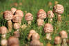 Pilzfamilie gekerbte Rundkpfe Wiesenpilze in Grngras