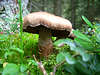 hh-7725_ Schleierling Pilz Naturbild im Waldmoos wachsend grosser Braunhut in Bltter stehen
