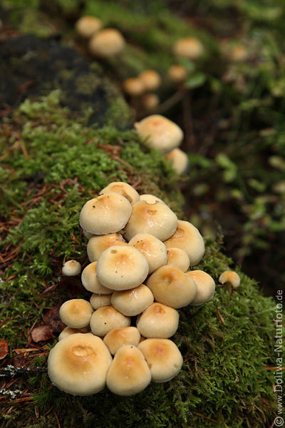 Schwefelkopf Foto Pilze gelbliche Pilzgruppe auf Moos Baumstamm