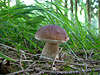 Steinpilz Naturbild ein Traumfund jedes Pilzsammlers im Wald