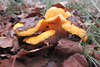 Pfifferlinge Cantharellus cibarius Pilze gelb Eierschwamm Reherl in Wald Herbstlaub